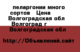  пеларгонии много сортов › Цена ­ 100 - Волгоградская обл., Волгоград г.  »    . Волгоградская обл.